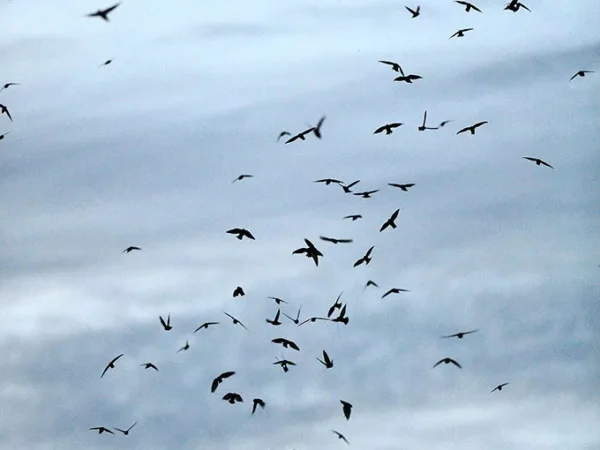 Solving the mystery of the swarming birds of ALCOSAN