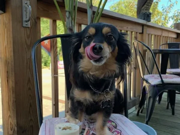 Ordering off the dog’s menu