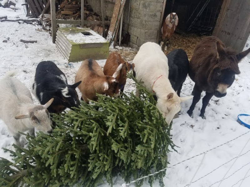 Keep it off the curb: Here’s where you can sustainably recycle your Christmas tree in Pittsburgh