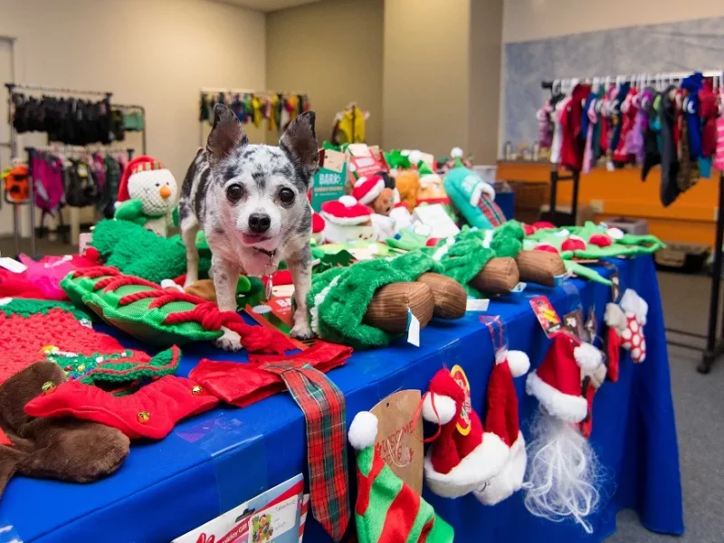 Find second-hand gifts for your pup at the first-ever Thrifty Paws pop-up store