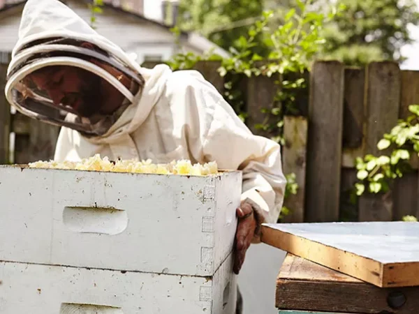 BEEBOY Honey is so local, it was likely harvested in the same neighborhood it was consumed