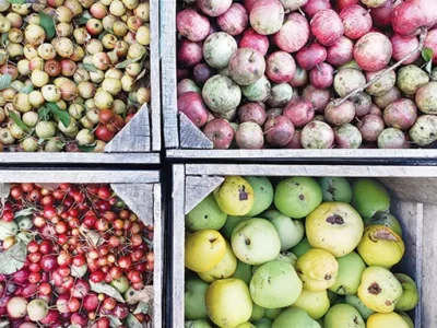 Local agricultural collective delivers ciders and sustainability with A Few Bad Apples