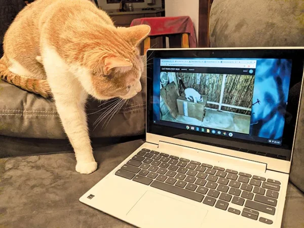 Skippy the cat watches CatVideoFest 2020 to his own dismay
