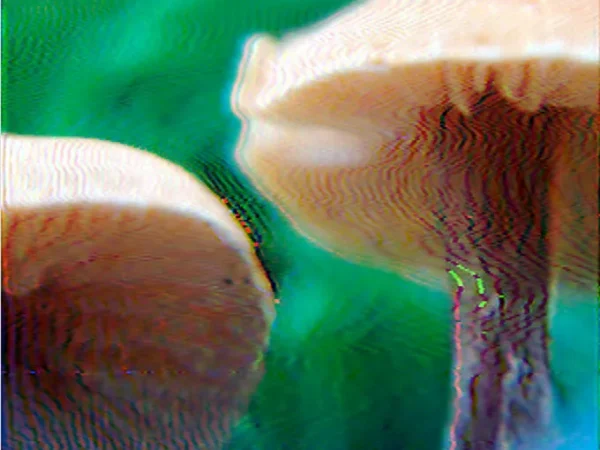 Cumulative Skies, Deep Soils at Phosphor Project Space uses art to delve into a very large mushroom