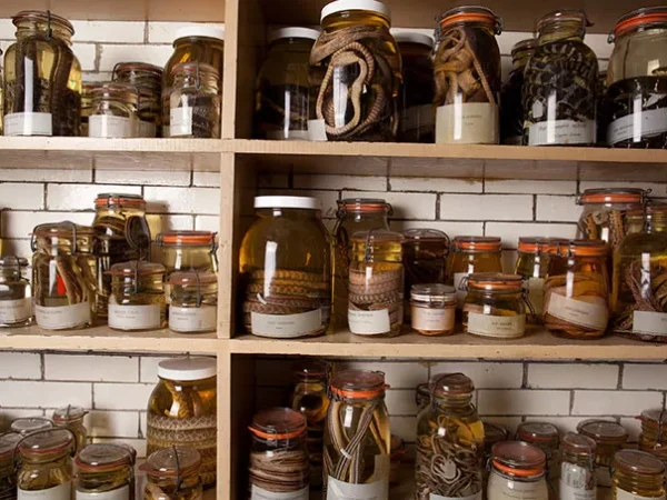 Carnegie Museum of Natural History unveils long-hidden gem with first public Alcohol House tours