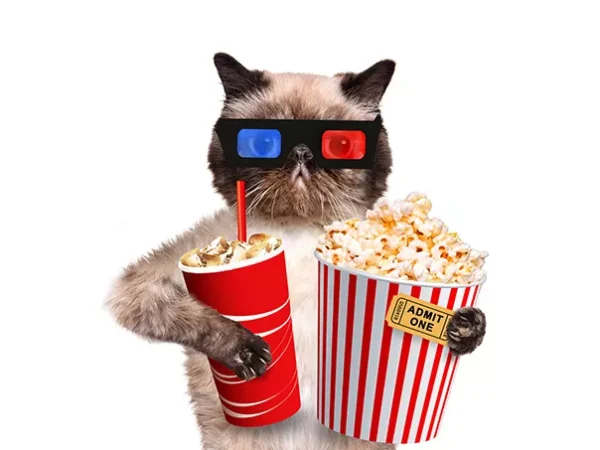 Right now, CatVideoFest can come to you