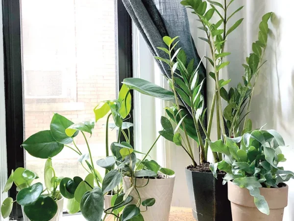How to grow your happiness with indoor foliage