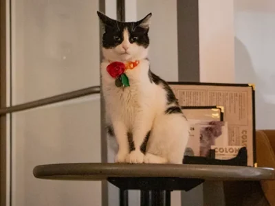 Colony Cat Cafe, Pittsburgh’s first cat cafe, announces closure during COVID-19 pandemic