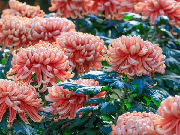 2020 Fall Guide: Exhibits and Tours