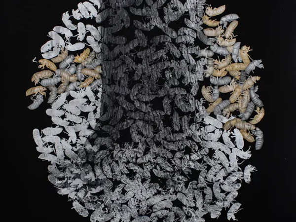 Seven days of arts and entertainment: Nov. 5-11