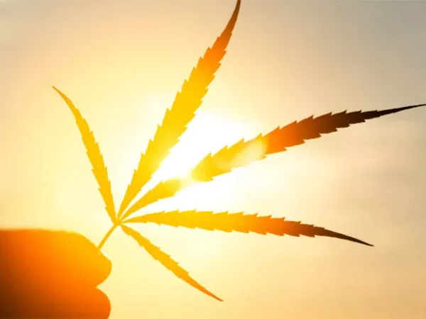 Finding Releaf Through Medical Marijuana