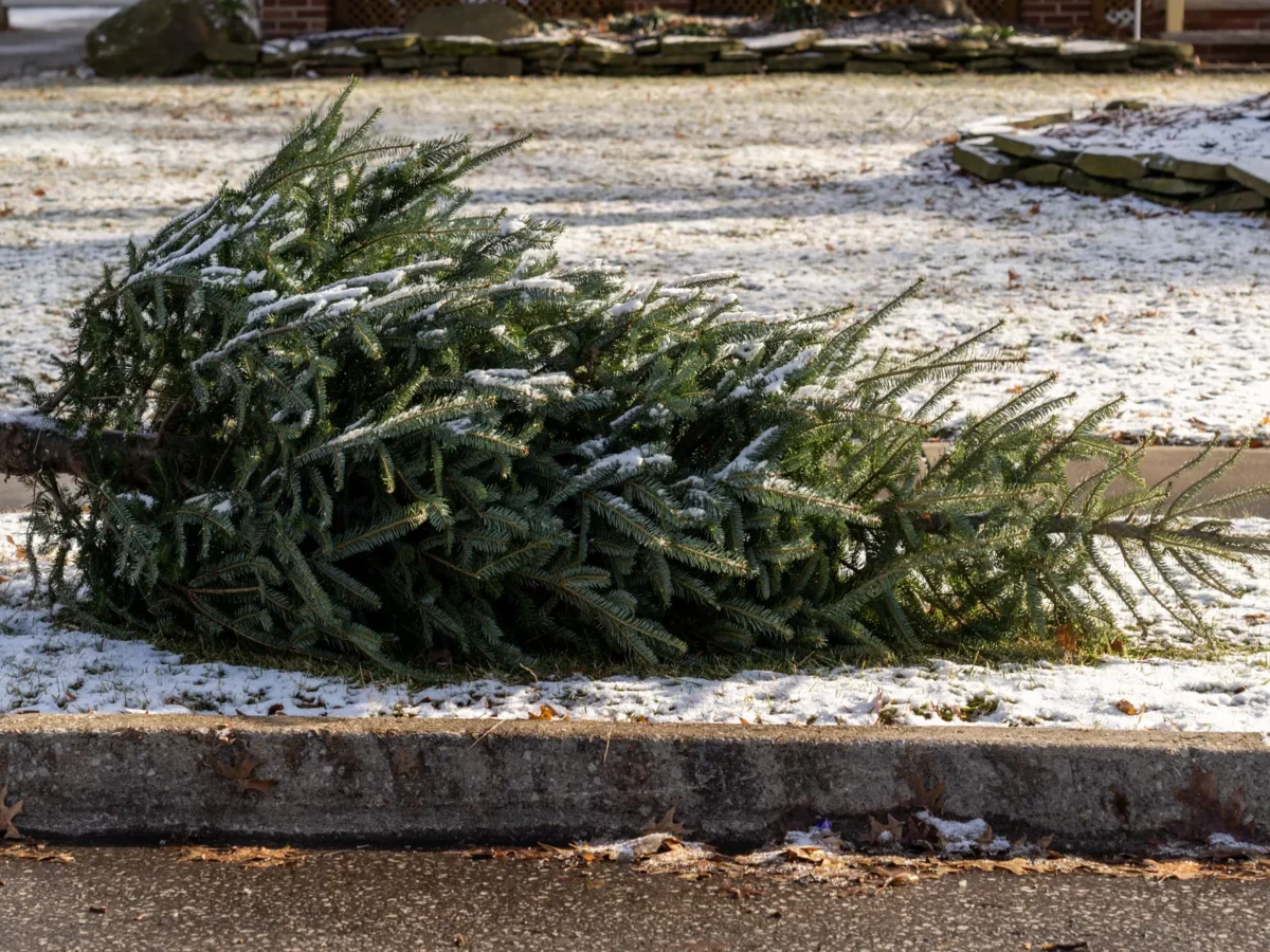 Where to recycle your Christmas tree in Pittsburgh