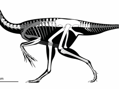 Carnegie Museum of Natural History researchers part of landmark paleontology discovery of nesting dinosaur and egg fossils