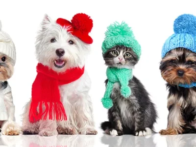 Help your furry friend withstand Pittsburgh winters with advice from these three local pet suppliers