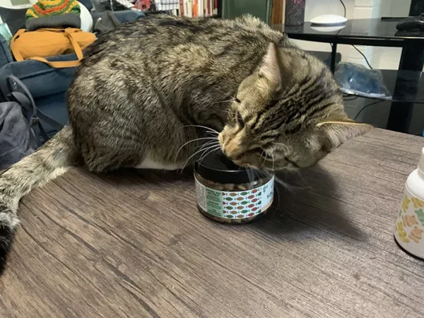 CBD products to enjoy with your favorite feline