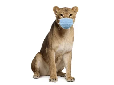 Pittsburgh Zoo lions test positive for COVID-19, reminding everyone that animals can be infected too