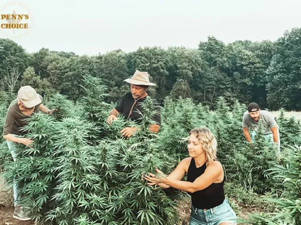 PENN’S CHOICE is quickly becoming the local choice for all things CBD