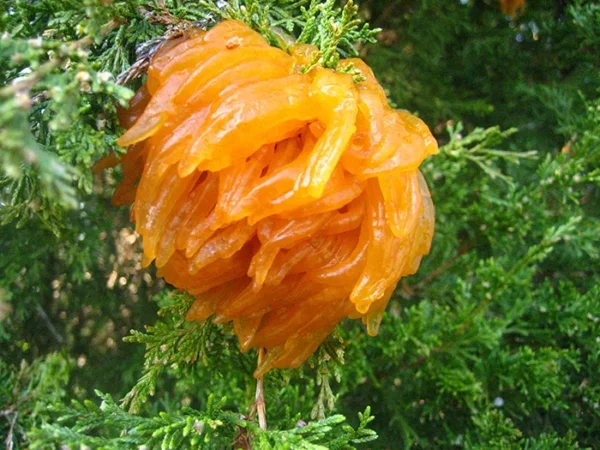 Watch out for cedar apple rust, the creepy orange fungus that could damage Pittsburgh trees