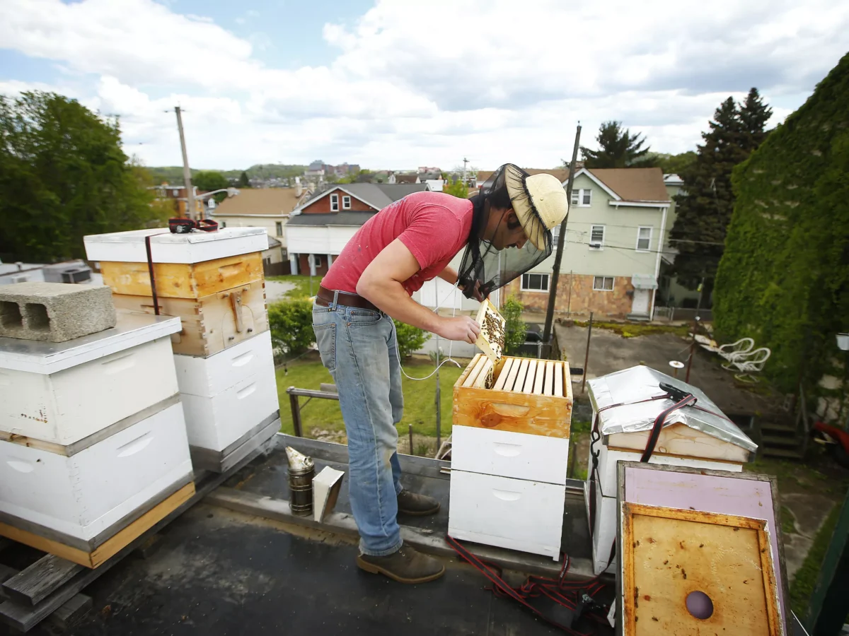 PHOTOS: Meet Ben Muti, Troy Hill’s urban beekeeper