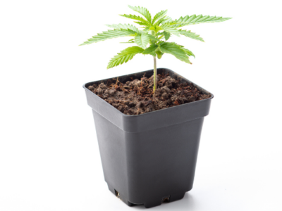 Pa. lawmakers ready bipartisan home-grow bill for medical marijuana users