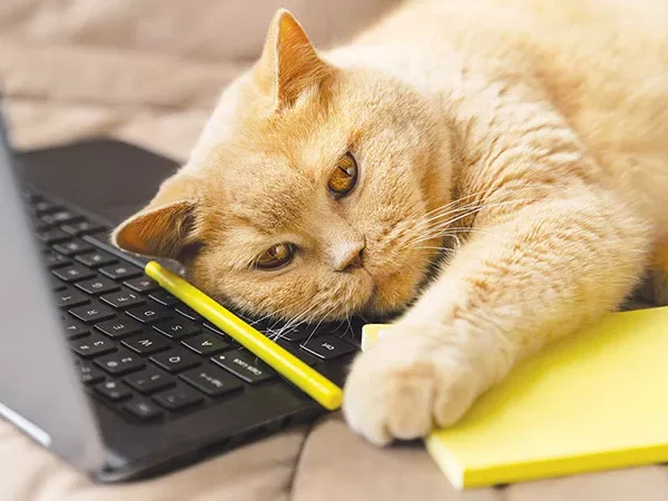 How to keep your pet happy and healthy after your return to work