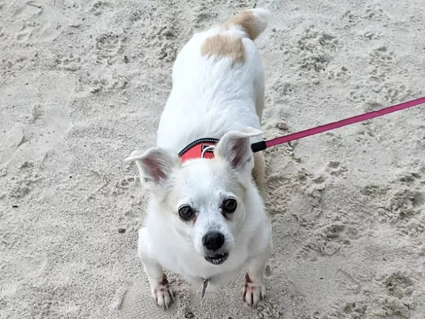 How I learned to stop worrying and love my rescue dog