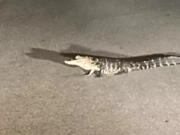 A small alligator is on the loose in West Mifflin