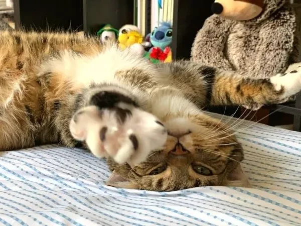 UPDATE: Pittsburgh City Council votes unanimously to prohibit declawing cats in the City of Pittsburgh