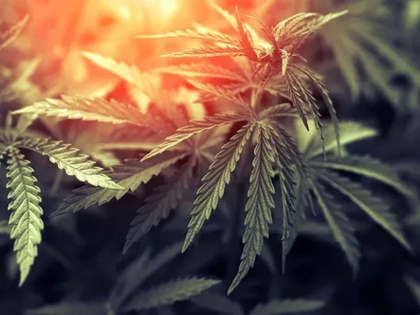 Go on a fall harvest tour in Butler County … at a hemp farm