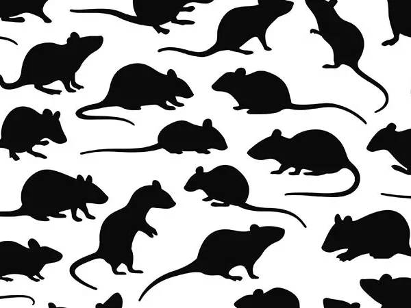 Nebby post alert: Mice take over a whole street in Lawrenceville