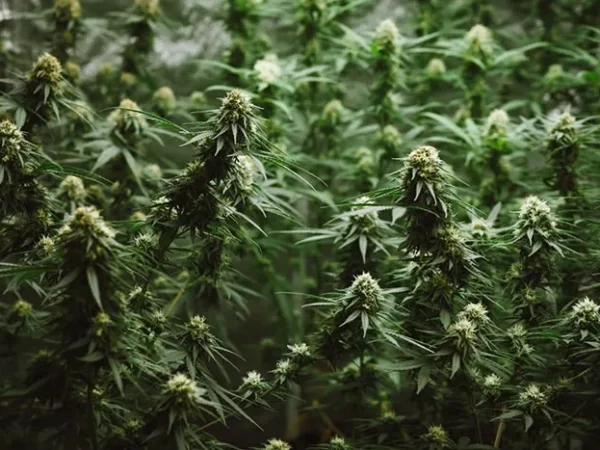 Pittsburgh lawmakers introduce statewide adult-use cannabis bill