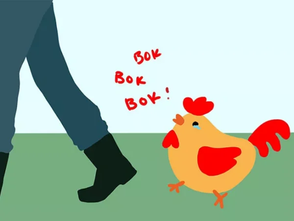 Nebby post alert: Lost chicken won’t leave a neighbor’s yard in Homewood