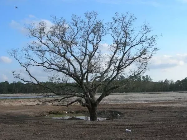 Beware of Pittsburgh’s zombie (tree) apocalypse