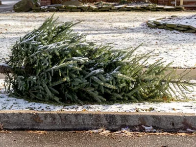 Allegheny County recycling program will accept live Christmas trees beginning Dec. 26