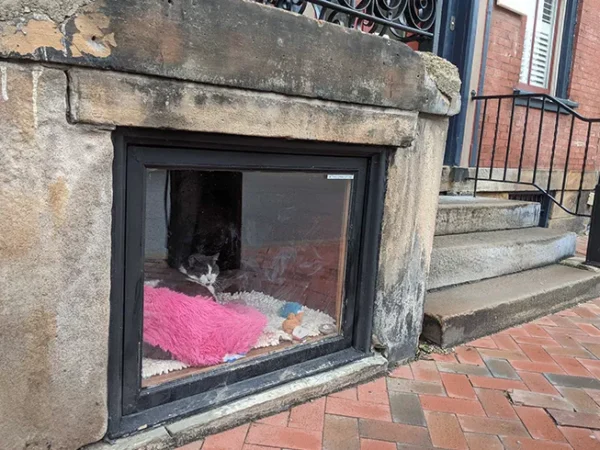 North Side cat celebrity Ethel on Western gets lots of love on Twitter