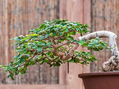 New Phipps show An Ocean of Color offers orchids, bonsai trees, live fish, and more