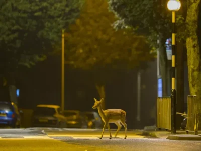 Help Pittsburgh collect data on urban wildlife encounters
