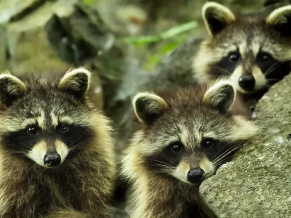 Allegheny County to disperse “waxy, green” treats as part of raccoon vaccination program