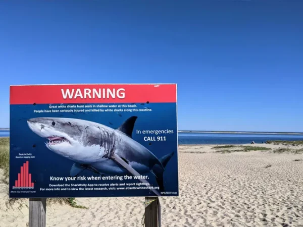 Red Cross bites into blood donation shortage with Shark Week promotion