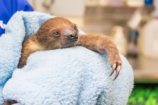 A baby sloth is wrapped in a fuzzy, light blue blanket.
