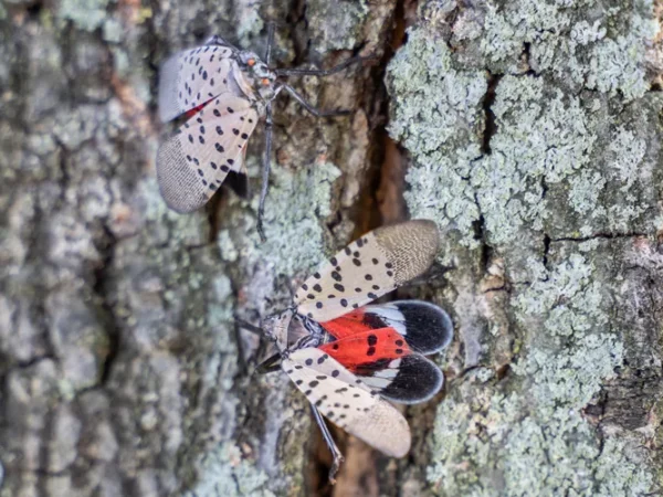 Agriculture experts advise you “look before you leave” to contain the spotted lanternfly