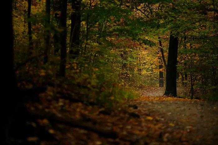 A scenic view of trees in a park with a range of yellow, and green autumn leaves on the trees and the walking path