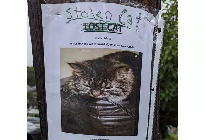 A poster for a lost cat, with "lost cat" crossed out and replaced with "stolen cat"