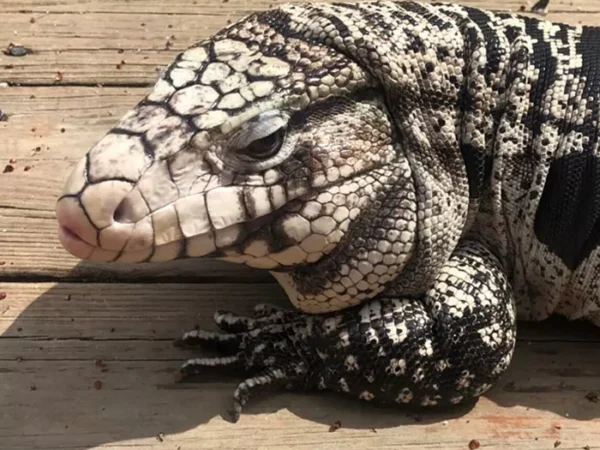 Stay Weird, Pittsburgh: Goodbye to Heinz, the lizard that came to Gooski’s, and more