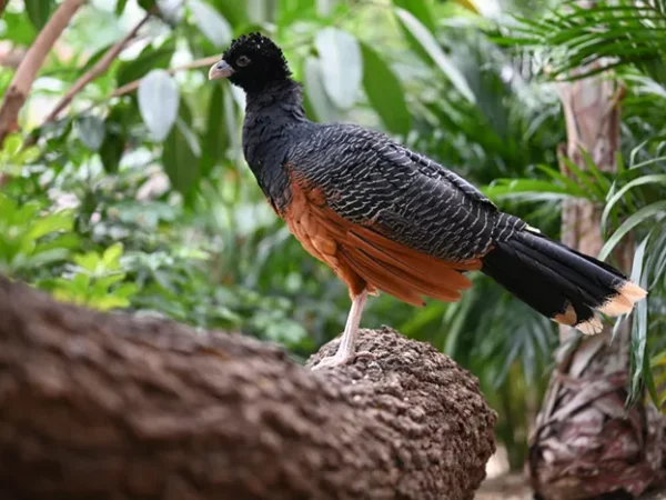 National Aviary adds new feathered residents to renovated Wetlands habitat