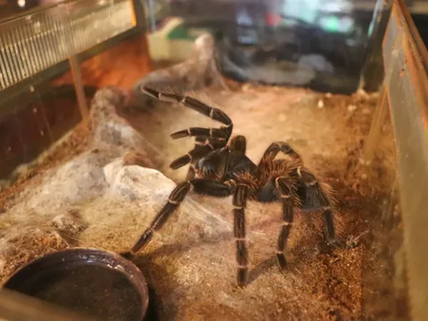 Pittsburgh “spiderologist” Amy Bianco wants you to give arachnids a chance