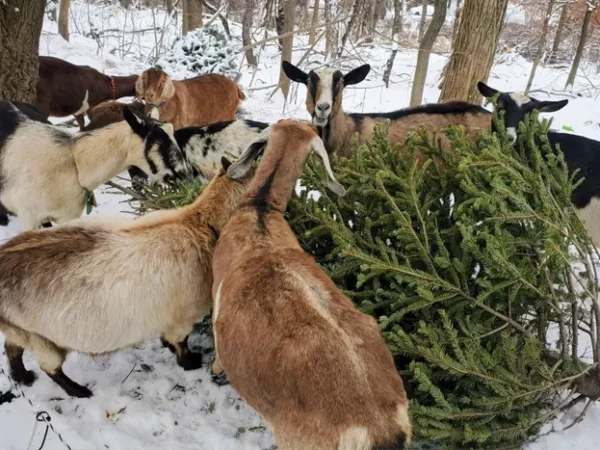 Your discarded Christmas tree could make a nutritious snack for landscaping goats