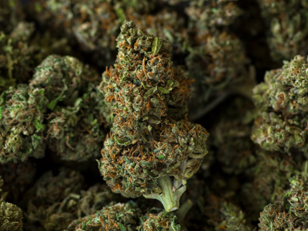 Best CBD Flower In 2023: Top Hemp Flower Strains From Top Brands