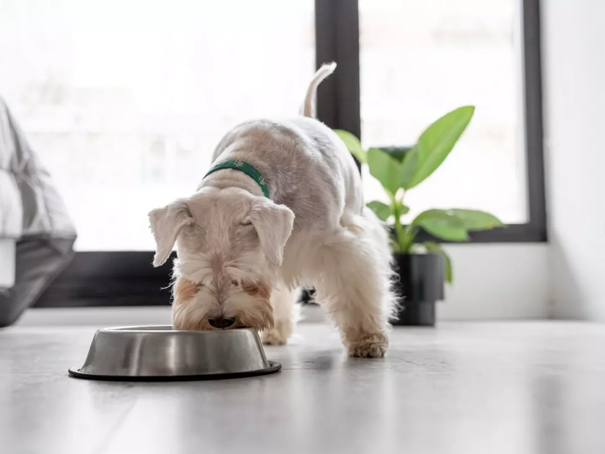 Best CBD Oil For Dogs In 2023: Top Brands To Buy Online