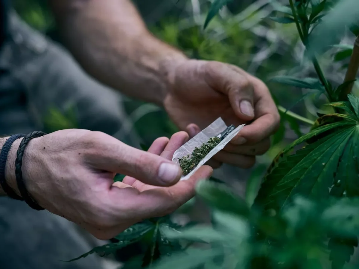 Best Seed Banks: Top 5 Cannabis Seed Banks In 2023